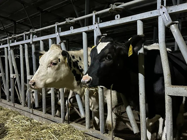 譜華威乳業(yè)集團(tuán)奶牛養(yǎng)殖牧場(chǎng)第三批奶牛入園成功5.jpg 譜華威乳業(yè)集團(tuán)奶牛養(yǎng)殖牧場(chǎng)第三批奶牛入園成功5.jpg