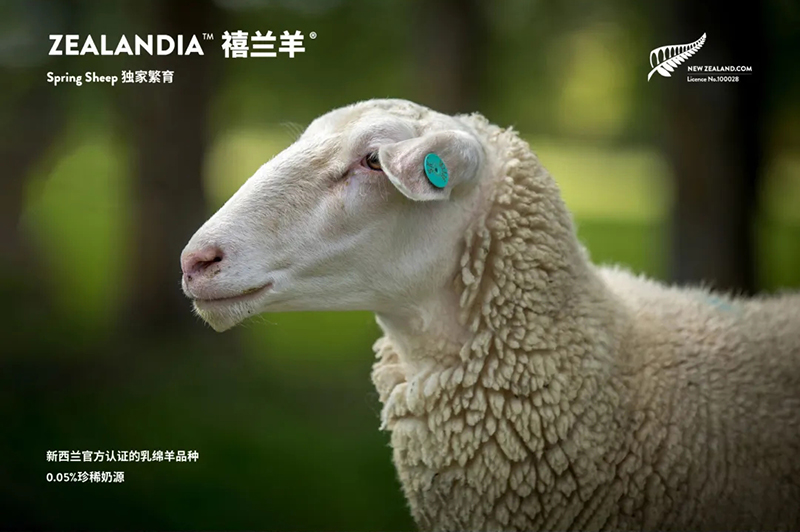 Spring Sheep���dȫ�d����׃��̷�����^ע���@�G����CBME05.jpg